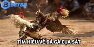 đá gà cựa sắt