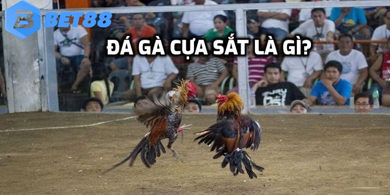 Đá gà cựa sắt được hiểu như thế nào?