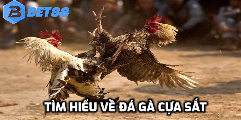 đá gà cựa sắt