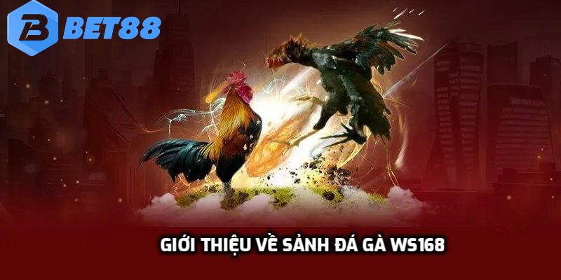 Giới thiệu về sảnh đá gà Ws168