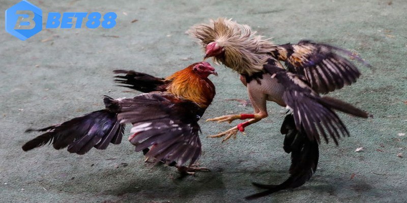 Kèo chơi được nhiều người lựa chọn khi tham gia