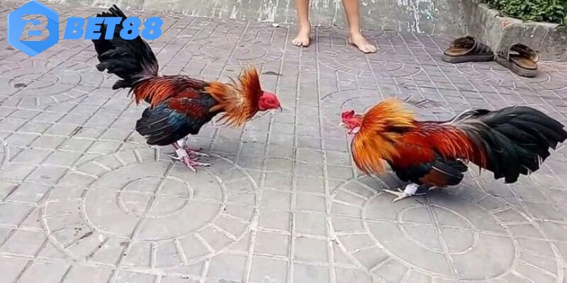 Khái quát chung về hình thức đá gà tre