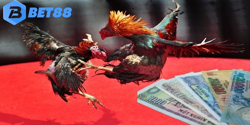 Tỷ lệ kèo rõ ràng trả thưởng siêu nhanh chóng