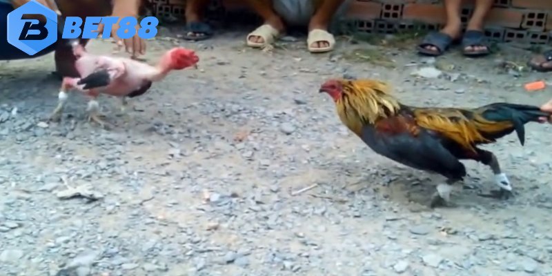 Xoay quanh các cửa cược trong chọi gà tre